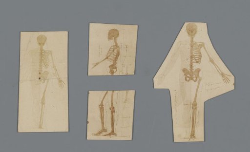 Drawings, photographs, and notes relating to anatomy