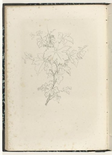 Grapevine