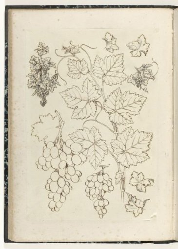 Three Grapevines, Two Bunches of Grapes, and Four Leaves