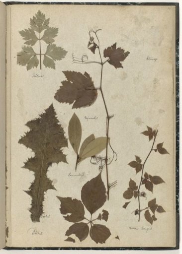 Leaves of various plants
