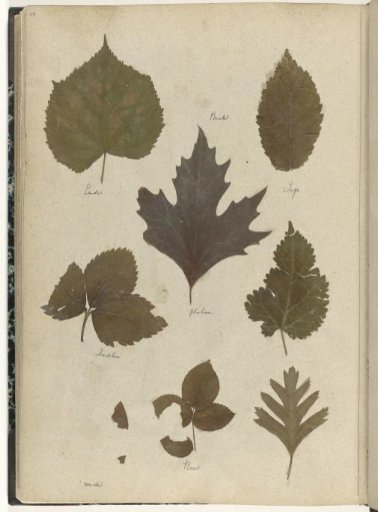 Leaves of various trees and plants