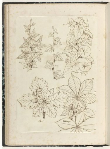 Studies of Ivy, Morning Glory or Vine, Oak, and Chestnut