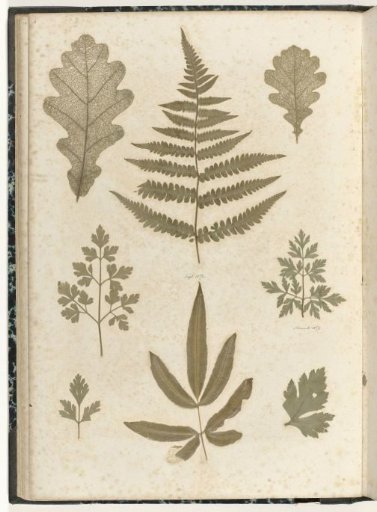 Eight leaves