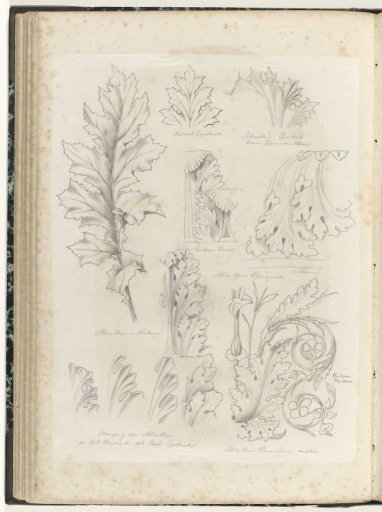 Eleven Motifs of Acanthus Leaves