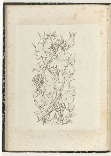 Grapevines