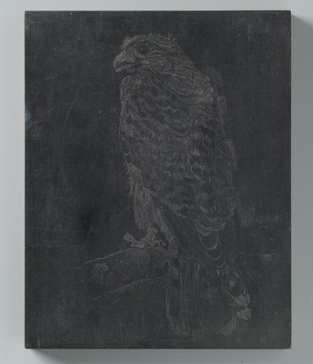 Bird of prey