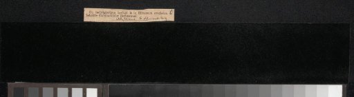 Newspaper clipping concerning Jan van Ravenswaay