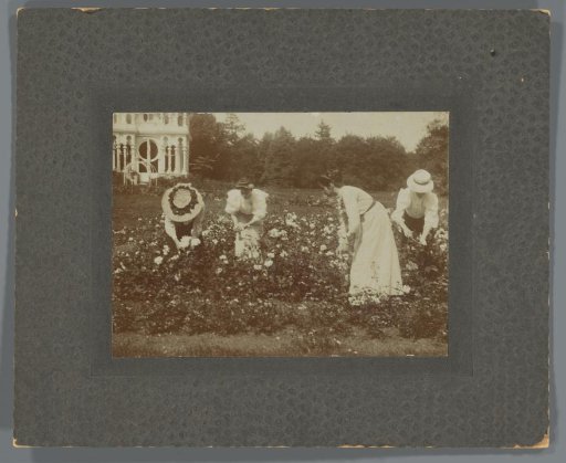 Four women picking flowers
