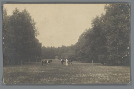 Jeannette de Lange in the meadow with horses and cows