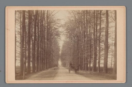 View of a Tree-lined Avenue at Gees