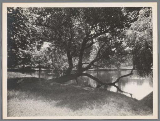Tree in the water