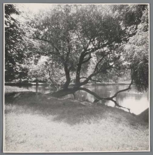Tree in the water
