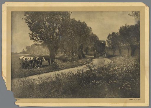 Carriage on a country road next to a meadow with cows