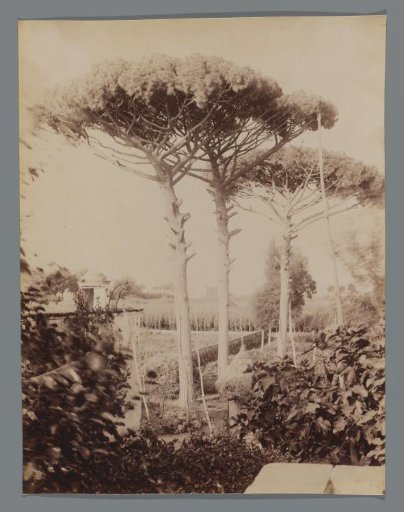 Pines near Pompeii