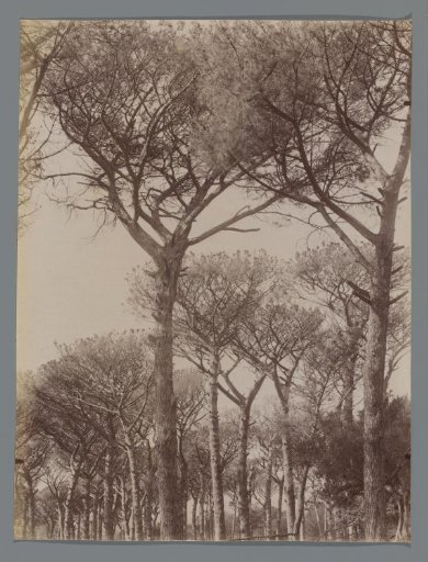 Trees in the Villa Barberini at Castel Gandolfo