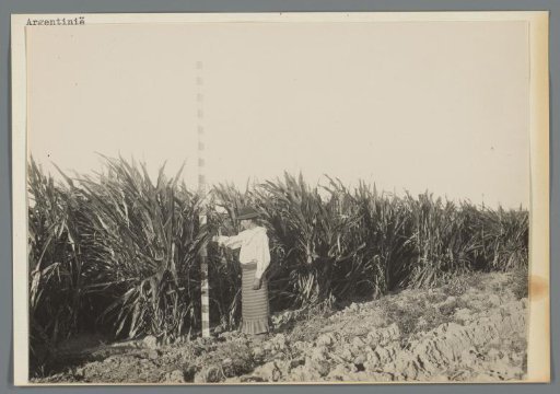 Woman Measuring the Height of Sugarcane Plants on a Plantation in Argentina
