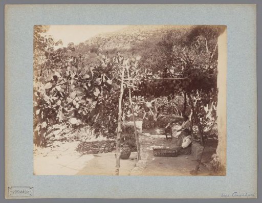 Cacti in Anacapri