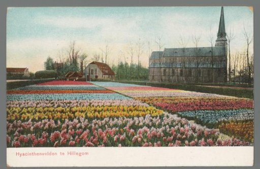 Hyacinth Fields in Hillegom