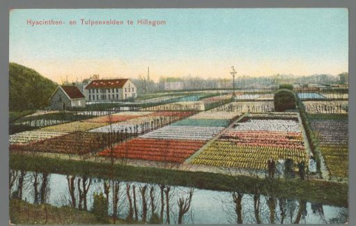 Hyacinth and Tulip Fields in Hillegom