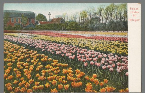 Tulip Fields near Hillegom