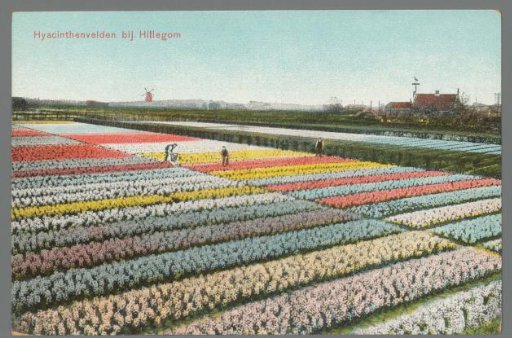Hyacinth Fields near Hillegom