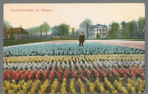 Hyacinth Fields near Hillegom