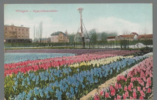 Hillegom - Hyacinth Fields