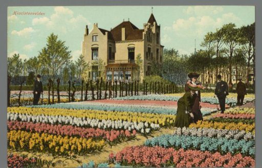 Hyacinth Fields