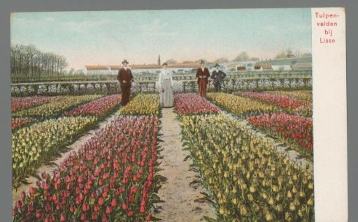 Tulip fields near Lisse
