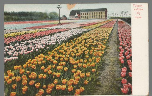 Tulip fields near Lisse
