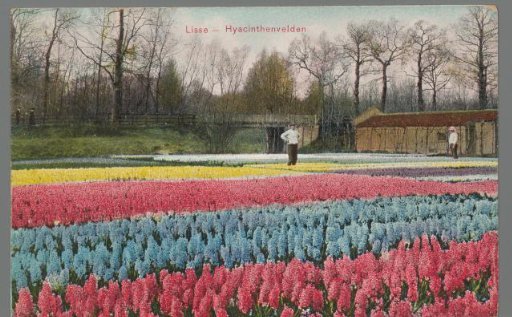 Lisse - Hyacinth fields