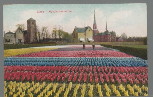 Lisse - Hyacinth fields