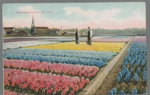 Hyacinth fields near Lisse