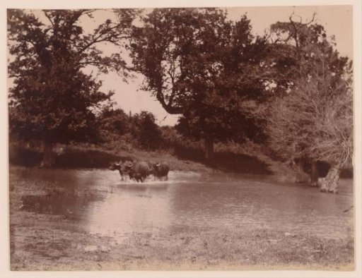 Buffaloes in a River or Pool, Near Mairano