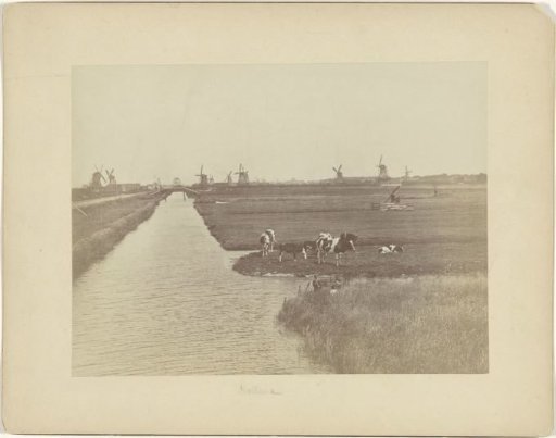 Polder landscape with mills and cows in the Netherlands
