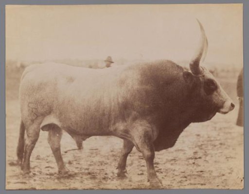 Bull