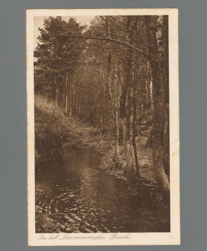 In the Leuvenum Forest