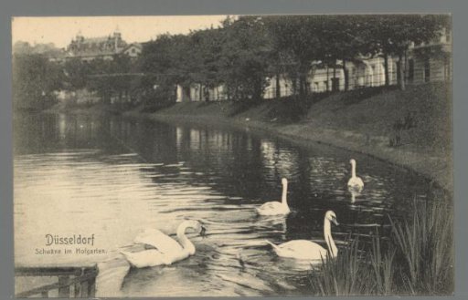 Düsseldorf. Swans in the Hofgarten