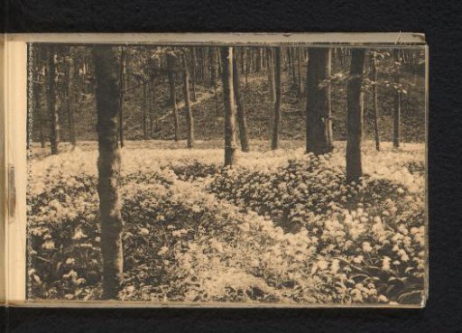 Flowering of the Bear's Garlic (Vallon des Ails)