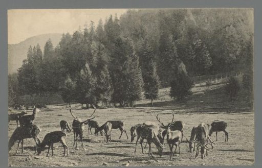 View of deer in a mountainous landscape