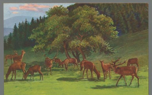 View of deer in the mountain landscape of Schwarzburg