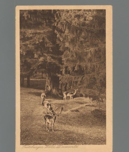 Teutoburg Forest, Roe Deer