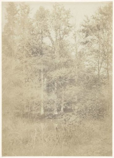 Forest landscape