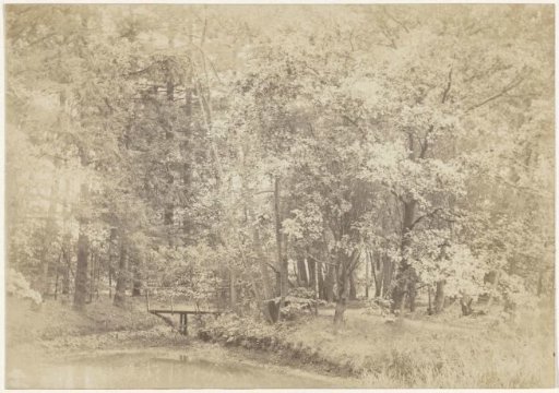 Forest landscape