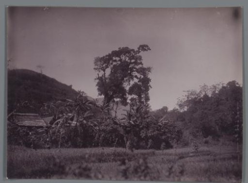 Fields and trees near Poedjon, Java