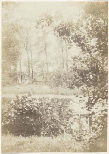 Forest landscape with lake