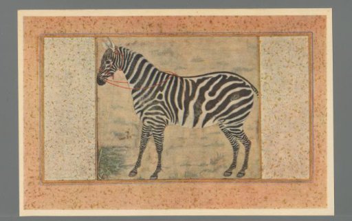 Zebra. Attributed to Ustad Mansur