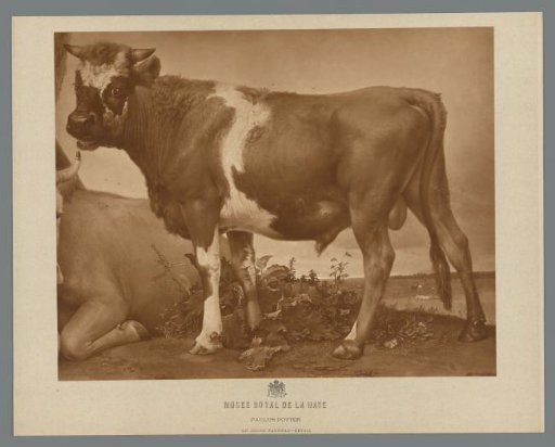 Photographic reproduction of a detail from the painting The Bull by Paulus Potter