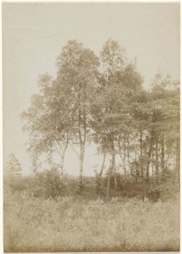 Landscape with trees