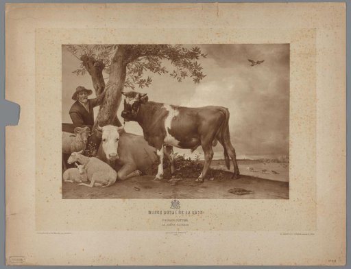 Photographic reproduction of a painting by Paulus Potter, 'The Young Bull' (coll. Mauritshuis)